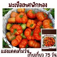 ราคา 20 เมล็ด มะเขือเทศฟักทอง เมล็ดพันธุ์มะเขือเทศฟักทอง (21956491096)
