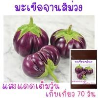 ราคา 100 เมล็ด มะเขือจานม่วง (21956245736)