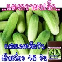 ราคา 20 เมล็ด เมล็ดพันธุ์ แตงกวา ไม่ใช่แตงร้าน (21956472676)