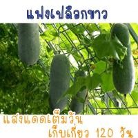 ราคา เมล็ดพันธุ์ แฟงไส้ตัน เปลือกขาว 15 เมล็ด (21956256882)
