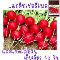 ราคา 200 เมล็ด เมล็ด พันธุ์ แรดิชเชอร์รี่ เบล Radish เมล็ดพันธุ์แรดิช (21956484344)
