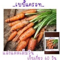 ราคา เมล็ดพันธุ์ เบบี้แครอท 100 เมล็ด (21956468070)