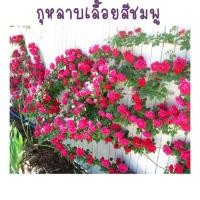 ราคา เมล็ดพันธุ์ กุหลาบเลื้อย สีชมพู (21956513541)