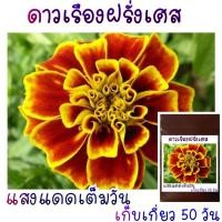 ราคา 30 เมล็ด ดาวเรืองฝรั่งเศส French Marigold (21956259780)