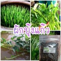 ราคา เมล็ด พันธุ์ ผักบุ้งแก้ว ผักบุ้งเย็นตาโฟ 10กรัม 300 500 เมล็ด (21956439250)