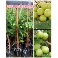 ราคา ต้นพันธ์มะขามป้อมยักษ์อินเดีย แบบเสียบยอด สูง60 70ซม ผลใหญ่ ปลูก 1 2 ปี ติดลูก (16537420879)