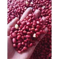 ราคา mala shopeเมล็ดพันธุ์ถั่วลิสง เมล็ดแดง ถั่วลิสง สำหรับทาน หรือ ปลูกได้ ขายเป็นกิโล 花生 (21834770225)