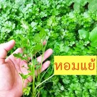 ราคา หอมแย้ ส่งด่วน 10แถม1 ถูกที่สุด10บ เมล็ดพันธุ์หอมแย้ 200 1200เมล็ด งอกง่าย พุ่มใหญ่ หอม (21556516855)