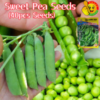 ราคา ปลูกง่าย ปลูกได้ทั่วไทย งอกง่าย 40เมล็ด ซอง หวานกรอบ เมล็ดพันธุ์ ถั่วหวาน High Yield Sweet Pea Seeds for Planting Vegetables Seeds Vegetable Plant เมล็ดพันธุ์ ถั่วลันเตาหวาน เมล็ดพันธุ์ผัก เมล็ดถั่วลั