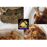 ราคา ชูชิไข่หวาน MuIsopod มูนไอโซพอต (21670373572)
