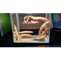 ราคา อาหารปลา ปลา บิเซียเผือกตาแดง เลี้ ยงง่าย ไซร้3นิ้วกินอาหารเม็ด มีประกันคะ (21410943114)