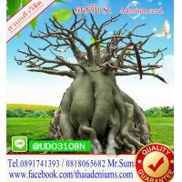 ราคา เมล็ดชวนชม เอสวัน 1 ซอง บรรจุ 10 เม็ด เมล็ดชวนชมเก็บใหม่ ตามฤดูกาล สดใหม่จากสวนแก้ววิชิต (1820056226)