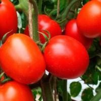 ราคา มะเขือเทศท้อ ถูกสุด 10 บ เมล็ดพันธุ์มะเขือเทศท้อ 20 เมล็ด ปลูกง่าย โตไว ลูกใหญ่ ทานอร่อย (19104379845)