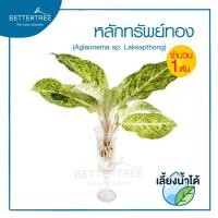 ราคา หลักทรัพย์สีทอง จำนวน 1 ต้น เลี้ยงน้ำได้ ต้นไม้มงคล ต้นไม้ฟอกอากาศ ต้นไม้ (21399457540)