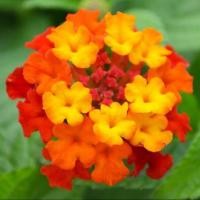 ราคา 30 เมล็ด ผกากรอง แลนทานา คามารา เบญจมาศป่า Lantana camara seeds ดอกสีเหลืองส้ม (21791140240)
