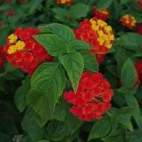 ราคา 30 เมล็ด ผกากรอง แลนทานา คามารา เบญจมาศป่า Lantana camara seeds ดอกสีเหลืองแดง (21791055507)