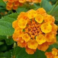 ราคา 30 เมล็ด ผกากรอง แลนทานา คามารา เบญจมาศป่า Lantana camara seeds ดอกสีเหลือง (21791195287)