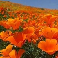 ราคา 200 เมล็ด ดอกป๊อปปี้ ป๊อปปี้ สื่อถึง จินตนาการบรรเจิด Poppy Seeds สายพันธุ์ Golden Poppy (21383120439)