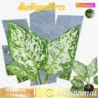 ราคา ต้นอัญมณีขาว กระถาง 3 นิ้ว ไม้มงคล (21553534937)