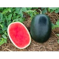 ราคา เมล็ดพันธุ์ แตงโม เมล่อน แคนตาลูป ทุกสายพันธุ์ 10 50 เมล็ด แตงโม แตงโมเหลือง แตงโมดำ แตงโมไร้เมล็ด (21973790624)