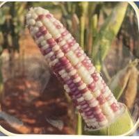 ราคา รวมเมล็ดพันธุ์ข้าวโพด เมล็ดพันธุ์ข้าวโพด ข้าวโพดหวาน ข้าวโพดเทียนรวม ข้าวโพดข้าวเหนียวดำ นิลสยาม หวานละไม 30 35 เมล็ดต่อซอง (21842032985)