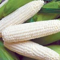 ราคา รวมเมล็ดพันธุ์ข้าวโพด เมล็ดพันธุ์ข้าวโพด ข้าวโพดหวาน ข้าวโพดเทียนรวม ข้าวโพดข้าวเหนียวดำ นิลสยาม หวานละไม 30 35 เมล็ดต่อซอง (21842032988)