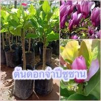 ราคา ต้นดอกจำปีซูซาน ดอกใหญ่สีชมพูมีกลิ่นหอมมากๆ ต้นพันธุ์เสียบยอด (16891117782)