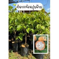 ราคา ต้นกระท้อนปุยฝ้าย กิ่งติดตา สูง70 80ซม ต้นแข็งแรงพร้อมลงปลูก (21827777529)