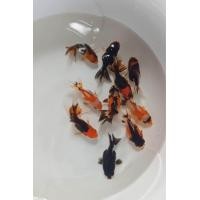 ราคา อาหารปลาทอง ฮอลันดา3สีคัดเกรด ไซส์2นิ้วครับ (21662779912)