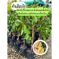 ราคา ต้นส้มเช้ง ส้มกา กิ่งเสียบ สูง60ซม (21922415582)