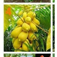 ราคา เมล็ดพันธุ์มะละกอพันธุ์ต่างๆมีให้เลือก9สายพันธุ์ (10919887817)