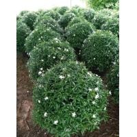 ราคา ต้นพุดศุภโชค หรือ พุดแคระ เป็นต้นไม้มงคลที่คนไทยเชื่อว่า บ้านใดปลูกต้นพุดไว้ประจำบ้านจะทำให้มีความเจริญ ความมั่นคง (16116010593)