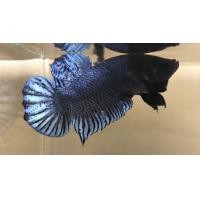 ราคา พ่อพันธุ์ปลากัดหม้อสายกัดอินโดลูกนอก คัดมาแล้ว พร้อมเพาะพันธุ์ (21690514613)