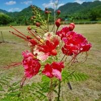 ราคา 35 เมล็ด ดอกนกยูง นกยูงฝรั่ง อินทรี ดอกสีชมพู (21282596796)