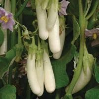 ราคา 50 เมล็ด มะเขือ สายพันธุ์แท้ NON GMO เมล็ดผัก ปลอดสาร Eggplant Seeds มะเขือยาวขาว (21789739512)