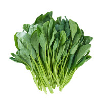 ราคา 500 เมล็ด คะน้า คะน้าใบ คะน้าเห็ดหอม คะน้าก้านใหญ่ คะน้าจีน คะน้าฮ่องกง Hong kong Kale seeds (21823126589)