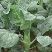 ราคา 500 เมล็ด คะน้า คะน้าใบ คะน้าเห็ดหอม คะน้าก้านใหญ่ คะน้าจีน คะน้าฮ่องกง Hong kong Kale seeds (21823126591)