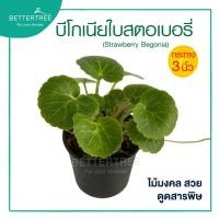 ราคา บีโกเนียใบสตอเบอรี่ กระถาง 3 นิ้ว ไม้ฟอกอากาศ ต้นไม้มงคล (21994786157)