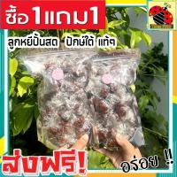 ราคา ส่งฟรี ซื้อ 1 ฟรี 1 500 ฟรี 500 กรัม ลูกหยีปั้นสดไร้เมล็ด เกรด A พร้อมทาน อุดมด้วย วิตามินซี จากธรรมชาติ เเบบสูตรโบราณดั้งเดิม ที่จะช่วยเพิ่มภูมิคุ้มกันให้แก่ร่างกาย หยีปั้นสดไร้เมล็ด หยีปั้นสด ลูกหย 