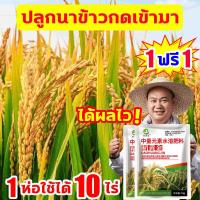 ราคา การผลิตเพิ่มขึ้น100เท่า ฮอร์โมนพืชข้าว เร่งเต่งข้าว ฮอร์โมนข้าว 1ฟรี1 ป้องกันแมลงข้าว ป้องกันข้าวตาย ฮอร์โมนบำรุงข้าว ฮอร์โมนฉีดข้าว ปุ๋ยเกล็ดทางใบ (21992856840)