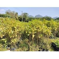 ราคา ต้นกระท่อมก้านแดง 1ชุด 10ต้นแถม1ต้น (11531716248)