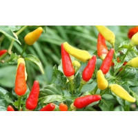 ราคา ซื้อ3แถม1 เมล็ดพันธุ์พริกกะเหรียงกาญจนบุรี ดกมาก พริกส้มสั้น ซอง200เมล็ด ซอง อัตราการงอก 90 ปลูกครั้งเดียวเก็บได้1 2 ปี (21788116123)