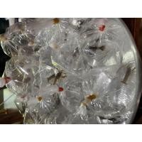 ราคา กุ้งก้ามแดง เพื่อบริโภคขนาด3 0cm จำนวน10ชิ้น มีประกัน (19527807231)