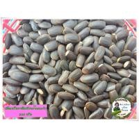 ราคา เม็ดเหรียงขลิบพร้อมเพาะ ขนาดทดลองเพาะ 300 กรัม (21736747942)