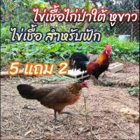 ราคา ไข่เชื้อไก่ป่าใต้หูขาว 5 แถม 2 พ่อพันธุ์ขันเก่ง เสียงดี (21963609263)