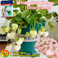 ราคา ปลูกง่าย ปลูกได้ทั่วไทย เมล็ดสตรอเบอร์รี่ขาว 100เมล็ด ซอง เมล็ดสตรอเบอร์รี่ ขาว Super Sweet White Strawberry Seeds Fruit Seeds for Planting Strawberry Fruit Plants Seeds เมล็ด สตรอเบอรี่สีขาว เมล็ดพัน