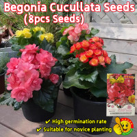 ราคา ปลูกง่าย ปลูกได้ทั่วไทย 8 เมล็ด ซอง ต้นไห่ถัง เมล็ดพันธุ์ Mixed Begonia Cucullata Seeds Flower Seeds for Planting Garden Home Decor ดอกไม้ เมล็ดพันธุ์ เมล็ดดอกไม้ ไม้ประดับ เมล็ด ต้นไม้มงคล ต้นไม้มงคล