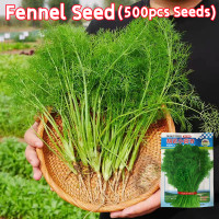 ราคา ปลูกได้ทั้งปี อัตราการงอกและรอดสูง เมล็ดพันธุ์ผักชีลาว เมล็ดผักชีลาวพันธุ์ซุ๊ปเปอร์บิ๊ก Fennel Seeds สายพันธุ์แท้ OP กลิ่นหอม กอใหญ่ Fennel Vegetable Seeds for Planting เมล็ดพันธุ์ ผักชีลาว โตไว กลิ่น