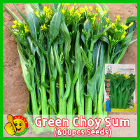 ราคา ปลูกง่าย ปลูกได้ทั่วไทย 600เมล็ด ซอง เมล็ดพันธุ์ ผักกวางตุ้ง Sweet Green Choy Sum Seeds Organic Vegetable Seeds for Planting Chinese Flowering Cabbage Seeds ผักซอง สามเอ กวางตุ้งดอก ฮ่องกง เมล็ดพันธุ์