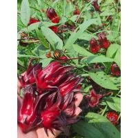 ราคา ซื้อ3 แถม1 กระเจี๊ยบแดงพันธุ์กำแพงแสน ดอกใหญ่จัมโบ้ บรรจุ 200 เมล็ด ซอง ดอกโตสีแดงเข้ม ดอกสด แห้ง ต้มทำน้ำกระเจี๊ยบ ทำไวน์ได้ (21795351166)